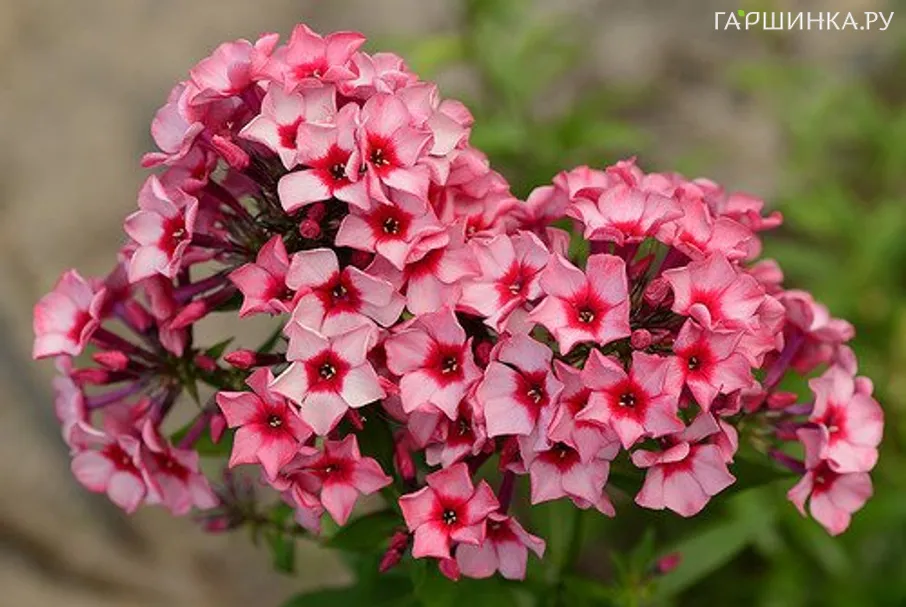 Флокс метельчатый Ред кариббен