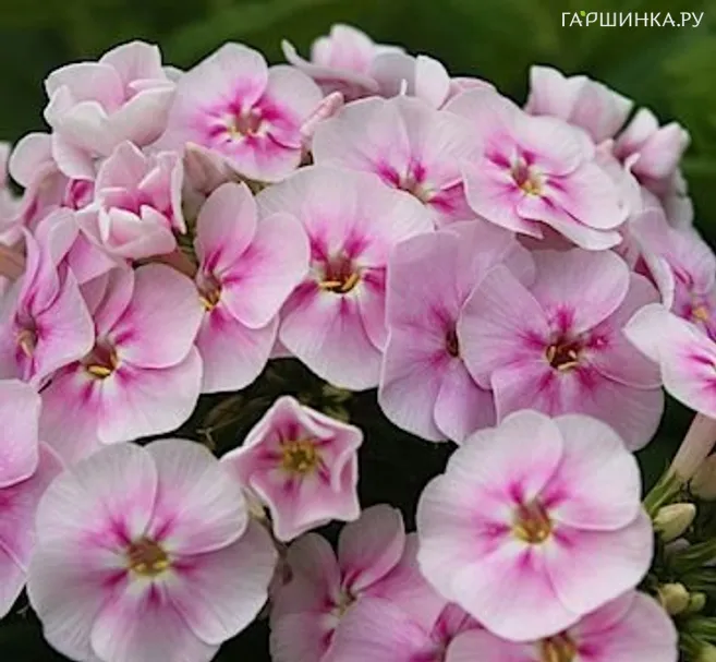 Флокс Юник Биколор метельчатый