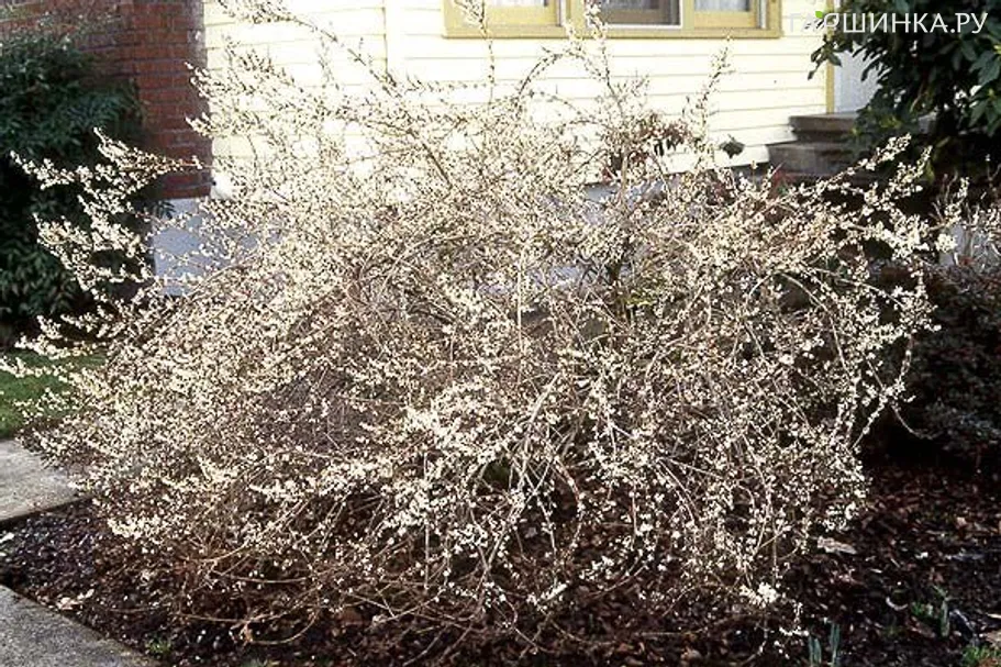 Абелиолистник (Форзиция белая)