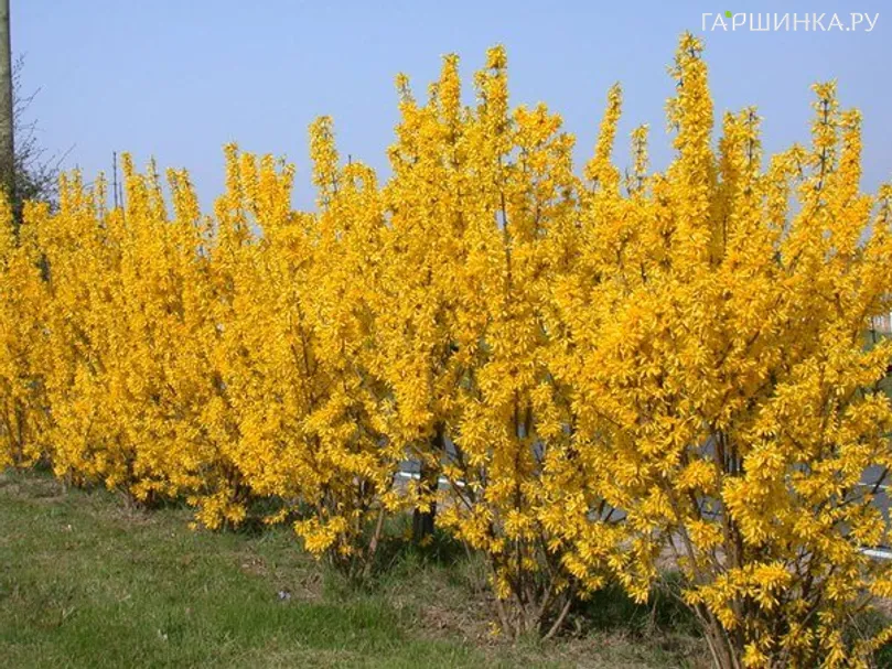 Форзиция промежуточная Курталин