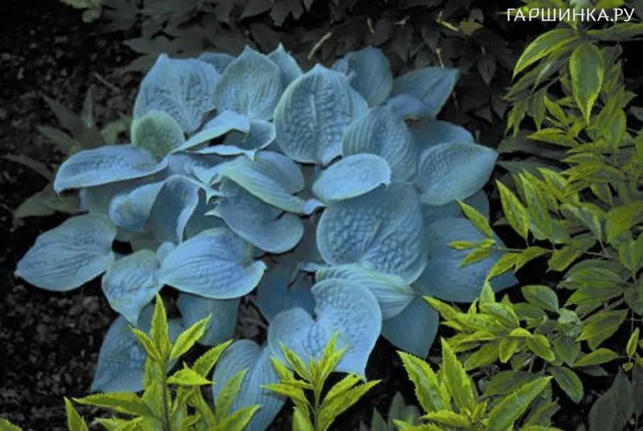 Хоста Фрагрант Блу (SM)