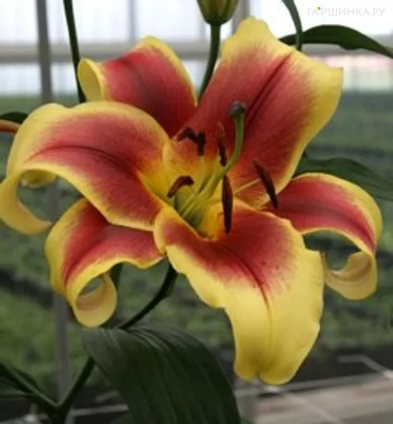 Лилия Фройлен Корнелия ОТ-гибрид/2шт