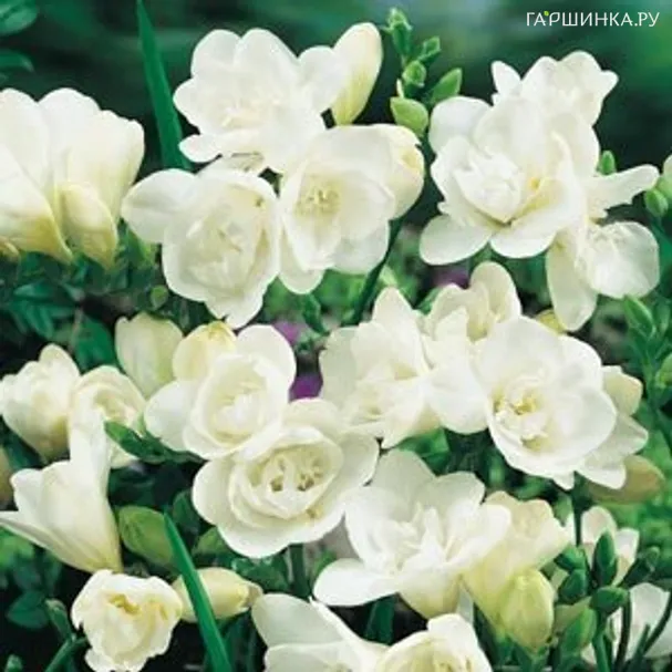 Фрезия махровая  White 10шт