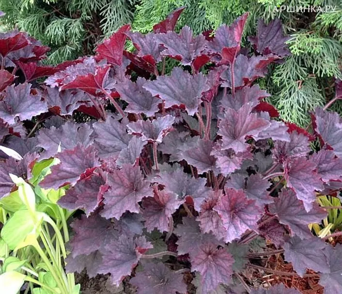 Гейхера Фростид Вайолет