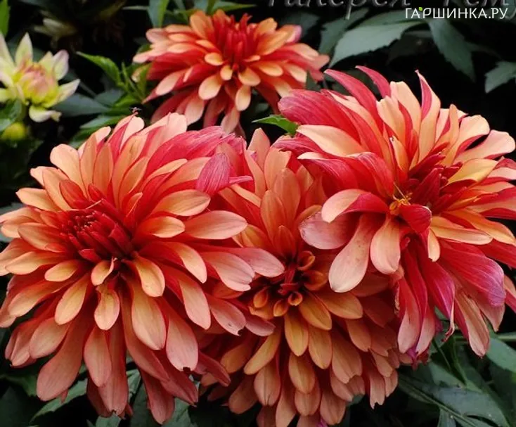 Георгина Геллери Арт Деко бордюрная