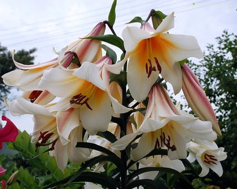 Лилия Гарден Эффейр ОТ-гибрид /2шт