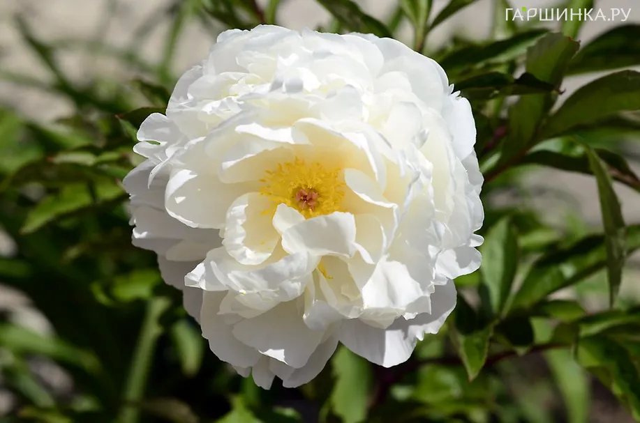 Пион Гардения