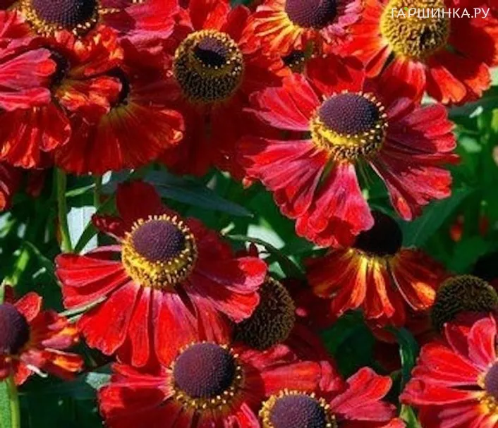 Гелениум Рубинцверг