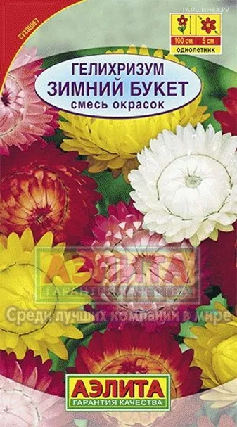 Гелихризум Зимний букет
