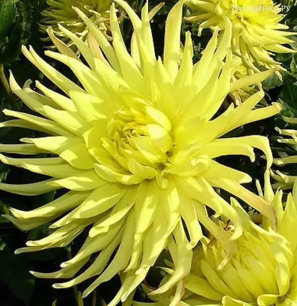 Георгина Еллоу Стар бахромчатая