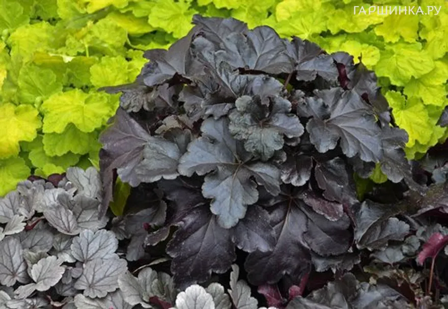 Гейхера Блэк Перл