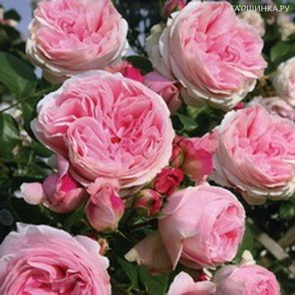 Роза Джардина плетистая, Тантау (лиц)