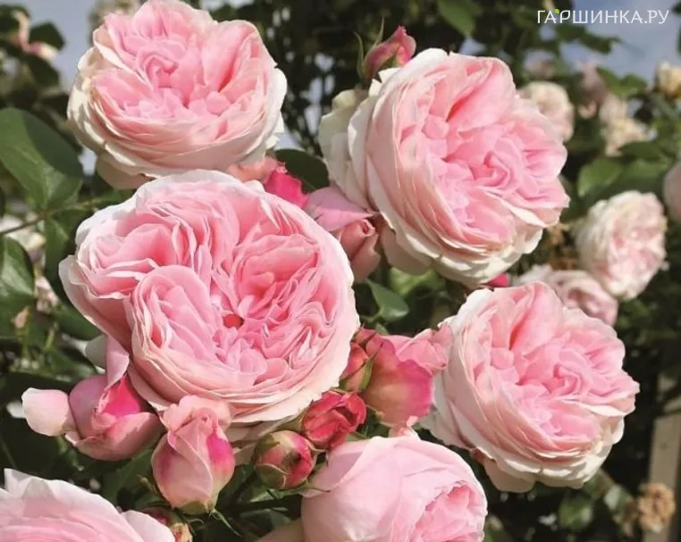 Роза Джардина плетистая, Топалович (лиц)