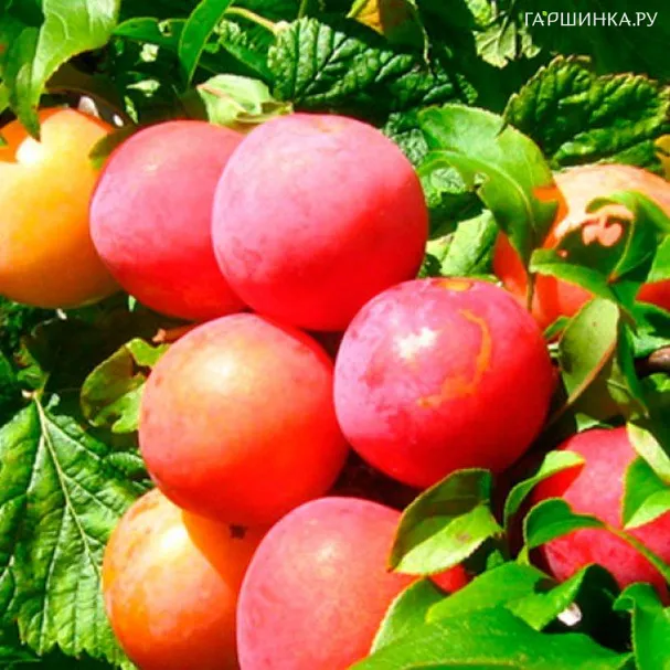 Слива Скороплодная