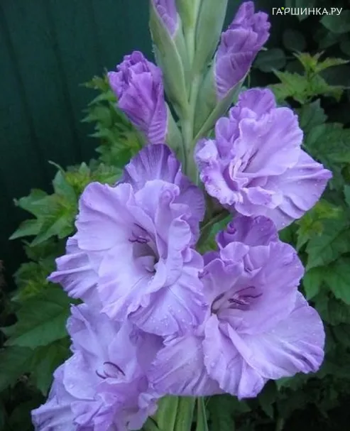 Гладиолус Голубой Топаз