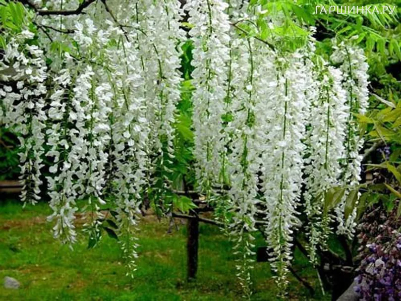 Глициния Альба