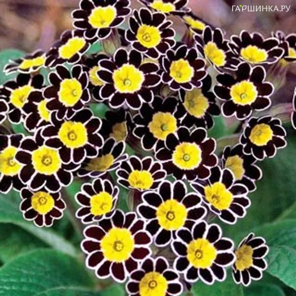 Примула Silver Lace Black