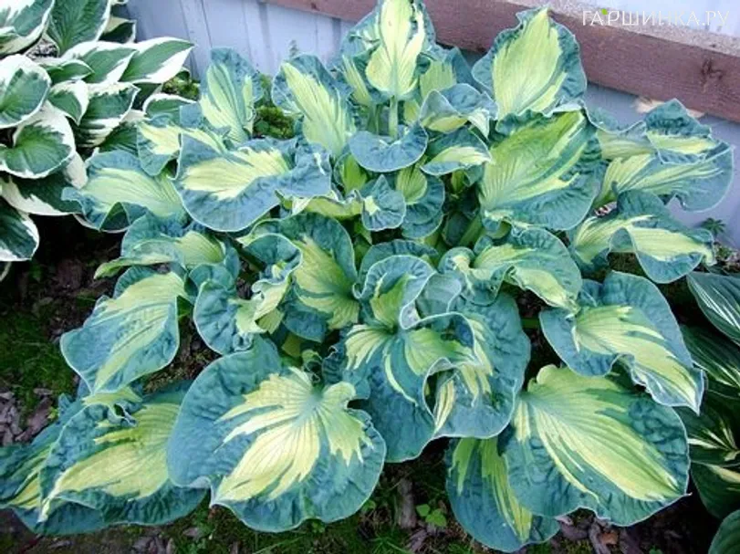 Хоста Голден Медоуз (ML)