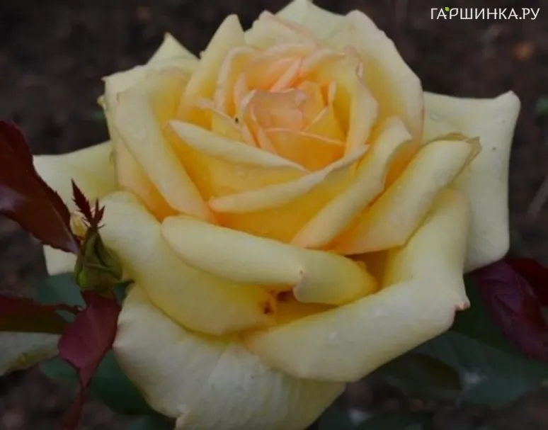 Роза Голден Тауэр чайно-гибридная, Тантау (лиц)