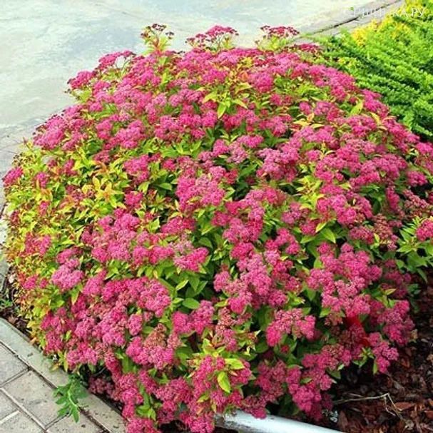 Спирея Голдфлейм японская