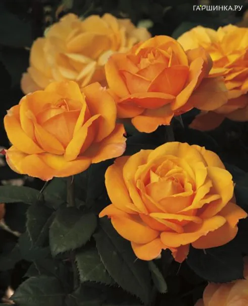 Роза Гуд Эз Голд чайно-гибридная, Викс (лиц)