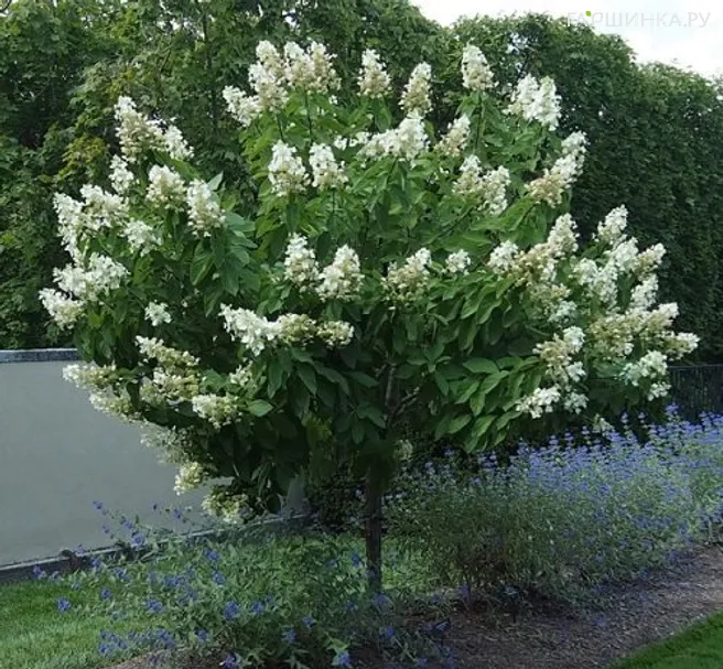 Гортензия на штамбе Кэндлайт (Свет горящей свечи) 55см