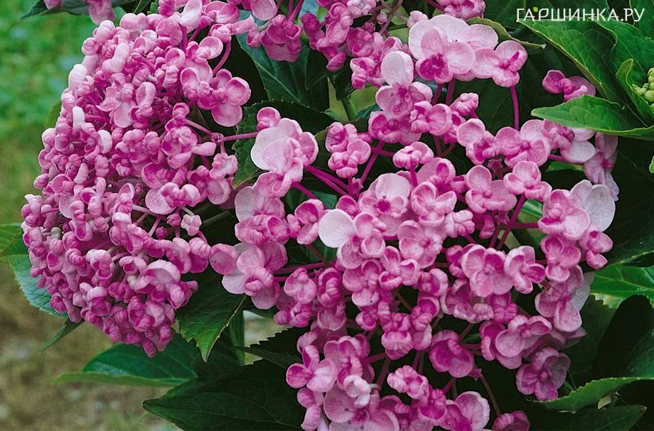 Гортензия крупнолистная Ayesha
