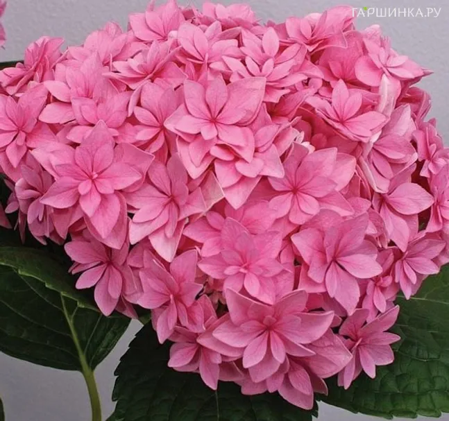 Гортензия Перфекшн (Совершенство) крупнолистная ремонтантная (серия Ты и Я)