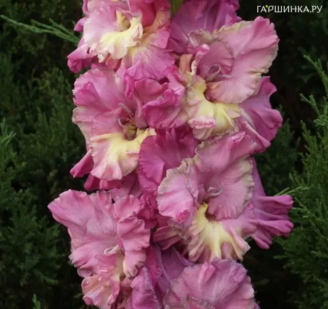 Гладиолус Град Китеж