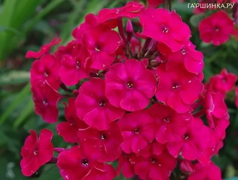 Флокс Граф Вишня