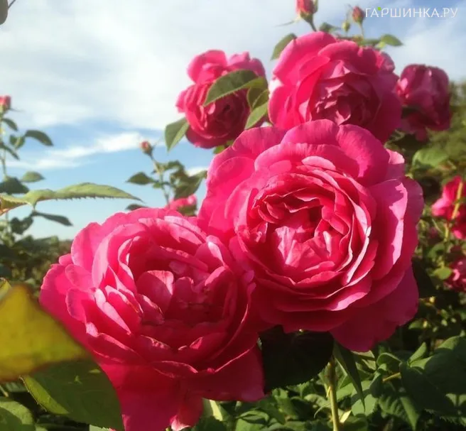 Роза Гранд Дам чайно-гибридная, Викс (лиц)