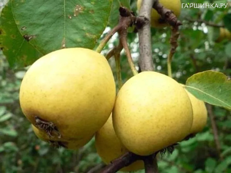 Груша Скороспелка из Мичуринска