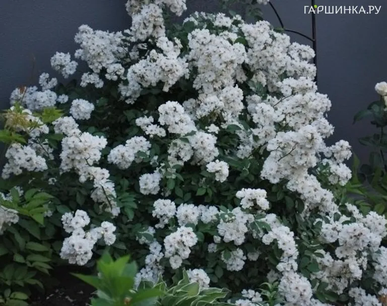 Роза Гирлянд де Амур мускусная, Ленс (лиц)