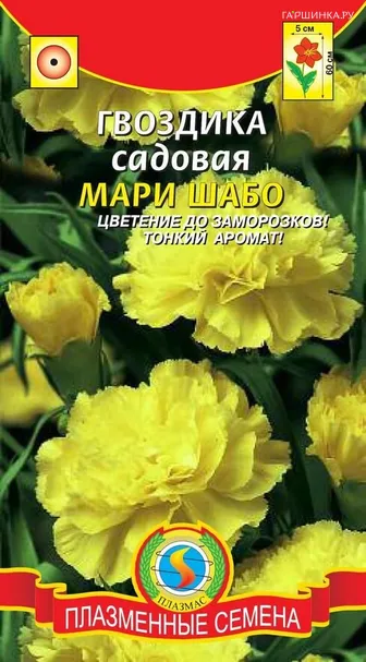 Гвоздика садовая Мари Шабо