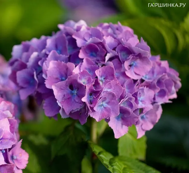 Гортензия Хамбург крупнолистная (макрофила)