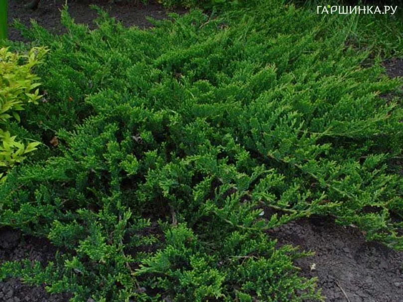 Можжевельник Принц Уэльский (Принс оф Уэльс) горизонтальный