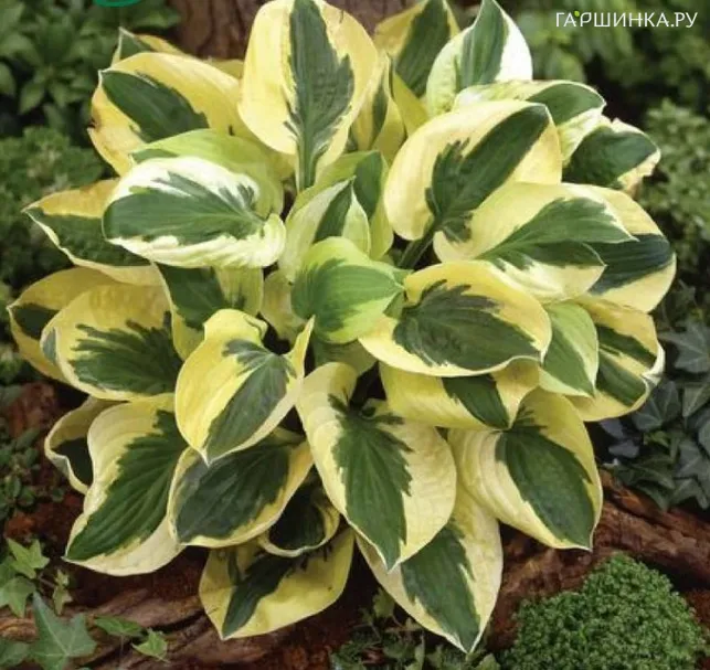 Хоста Брим Кап (SM)