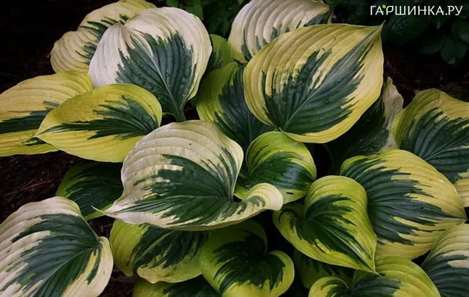 Хоста Бродвей (M)