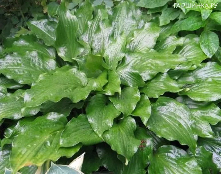 Хоста Гет Неккид волнистая (M)