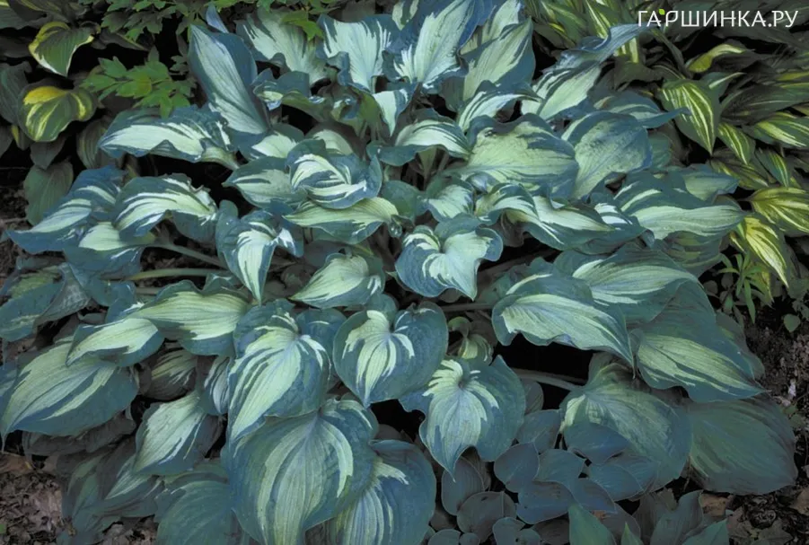 Хоста Гардиан Ангел (L)