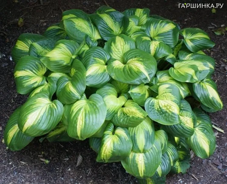 Хоста Кафедрал Виндоус (L)