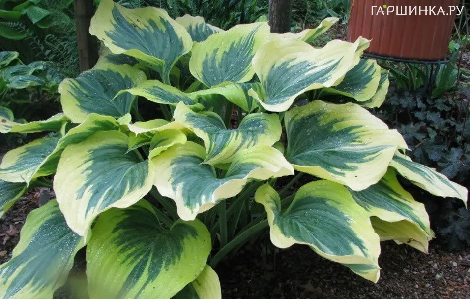 Хоста Маджести (L)