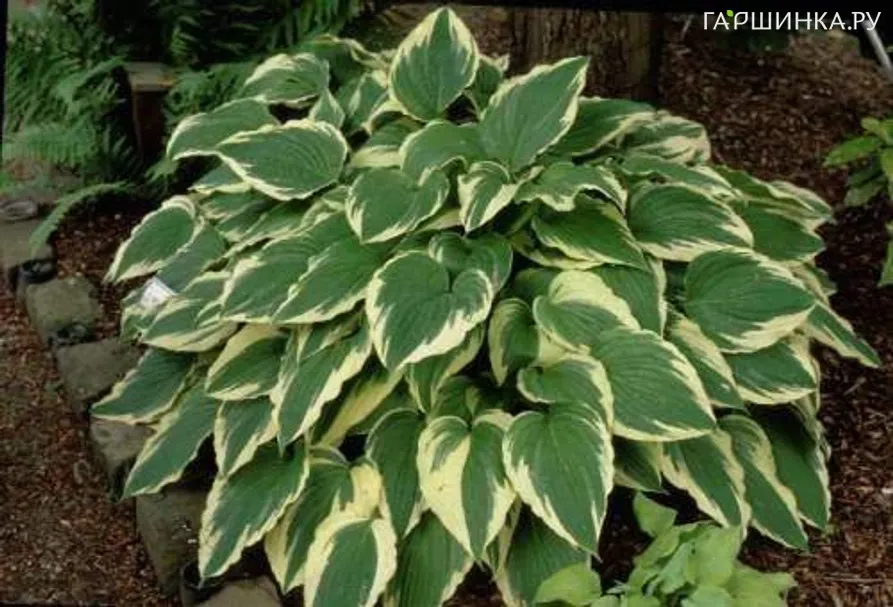 Хоста Моерхейм (M)