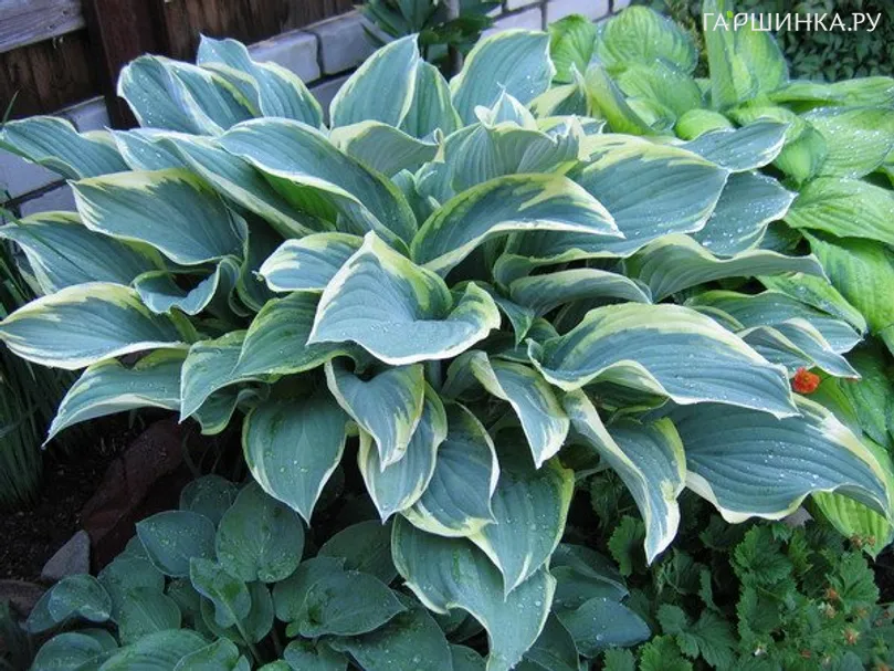 Хоста Регал Сплендор (L)