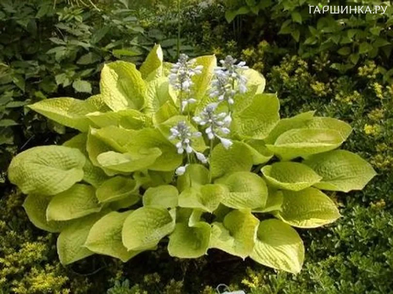 Хоста Зоундз (ML)