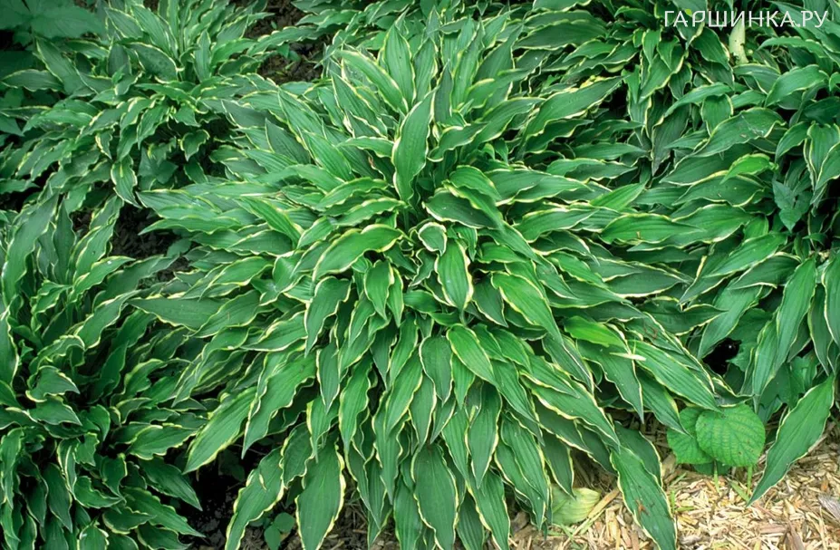 Хоста Стилетто (DS)