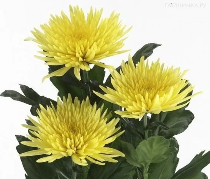 Хризантема Анастасия Санни