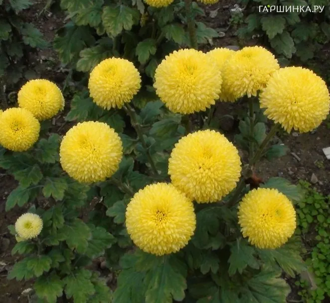 Хризантема Пинг Понг Голден