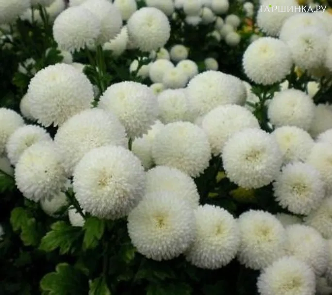 Хризантема Пинг Понг Супер