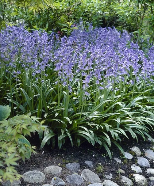 Гиацинтоидес Блю 8 шт